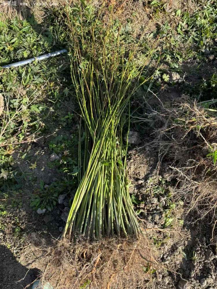 雞爪槭小苗 雞爪槭小苗