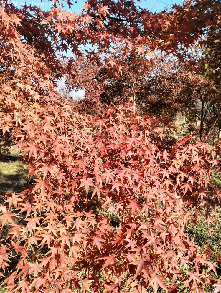 雞爪槭樹(shù)葉秋冬季變色 雞爪槭樹(shù)葉秋冬季變色