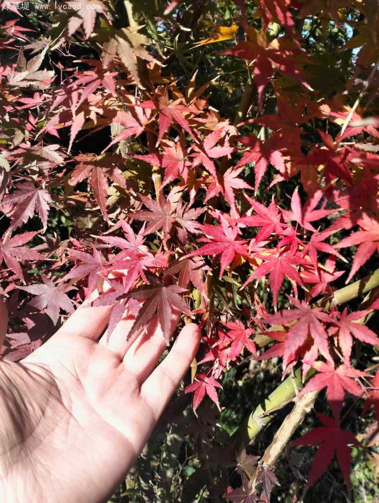 雞爪槭樹(shù)葉秋冬季變色 雞爪槭樹(shù)葉秋冬季變色