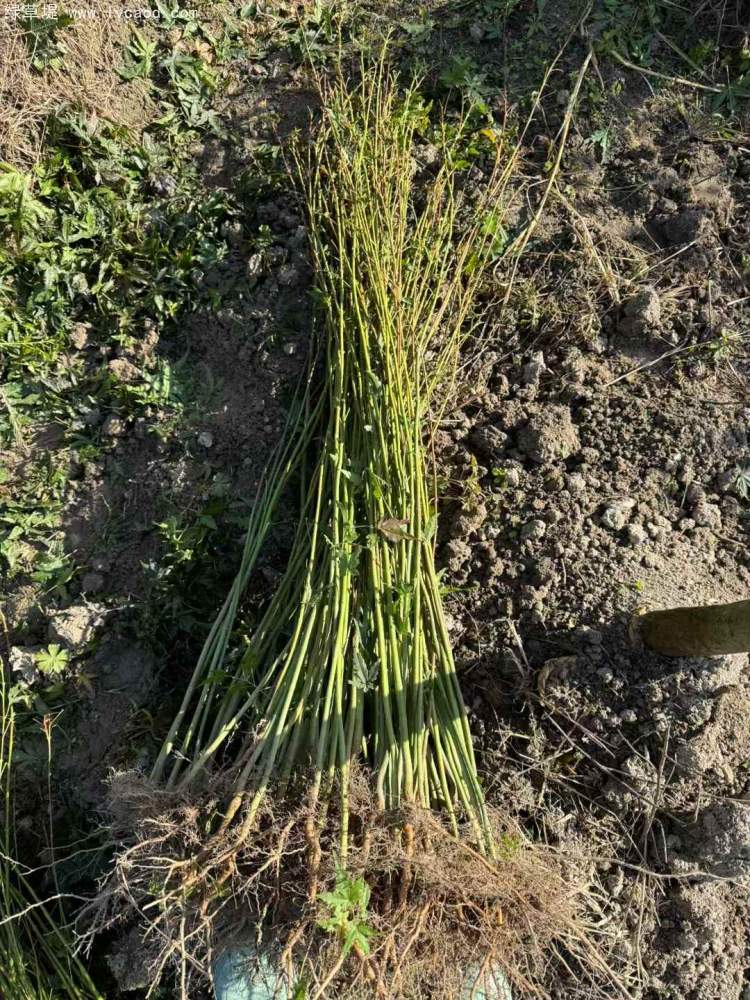 雞爪槭小苗 雞爪槭小苗