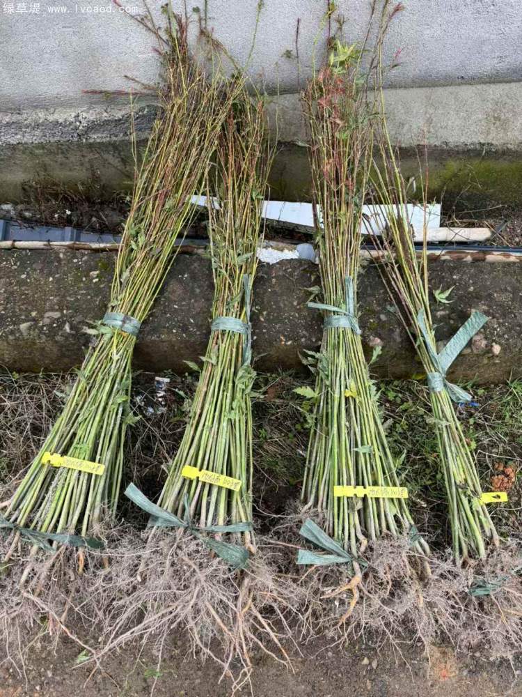 雞爪槭小苗 雞爪槭小苗