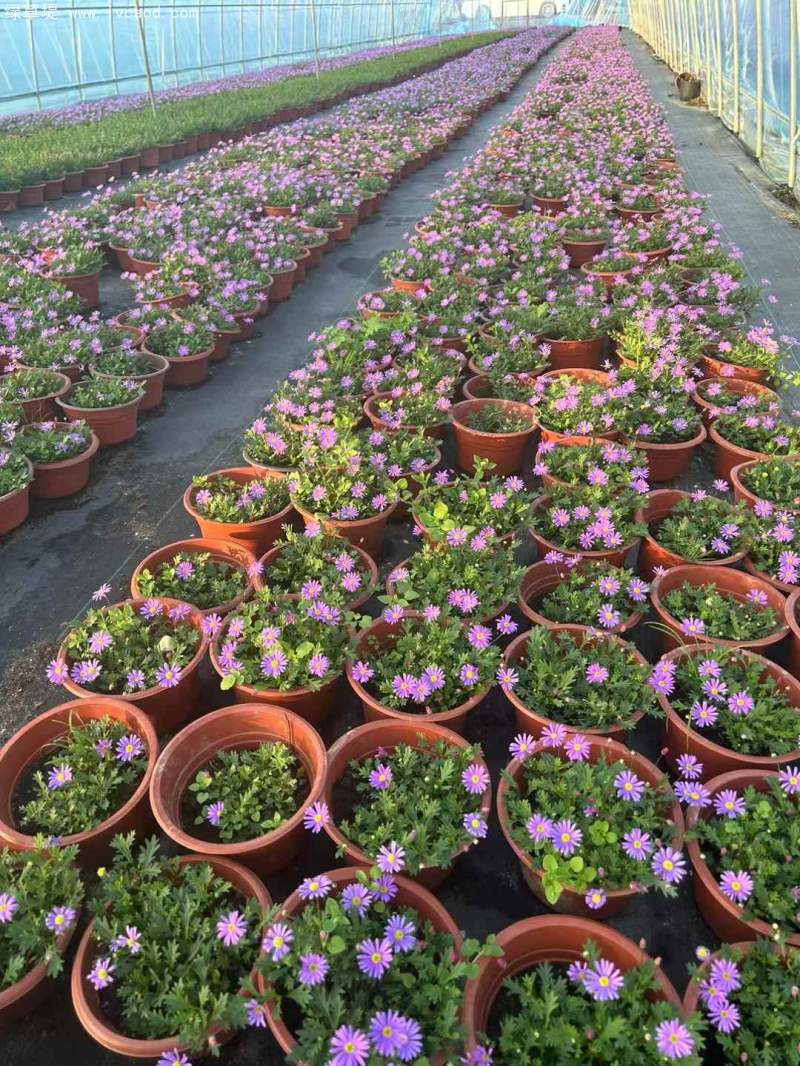 姬小菊盆栽杯苗