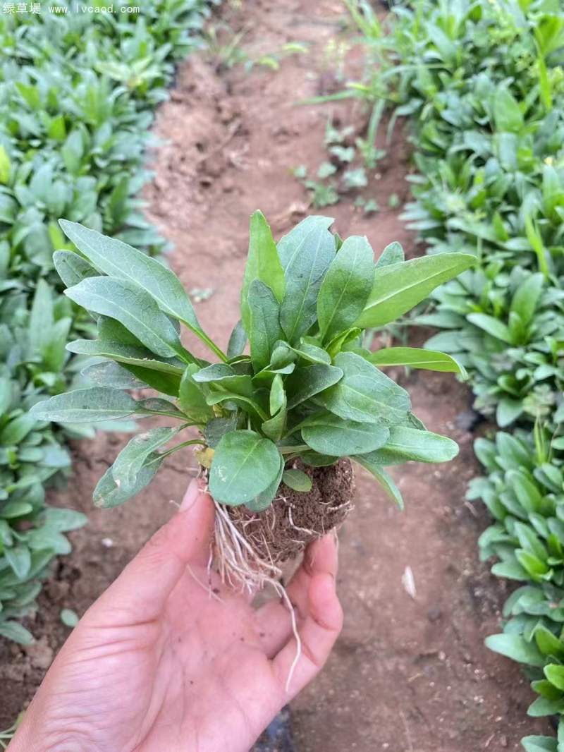 假龍頭杯苗盆栽