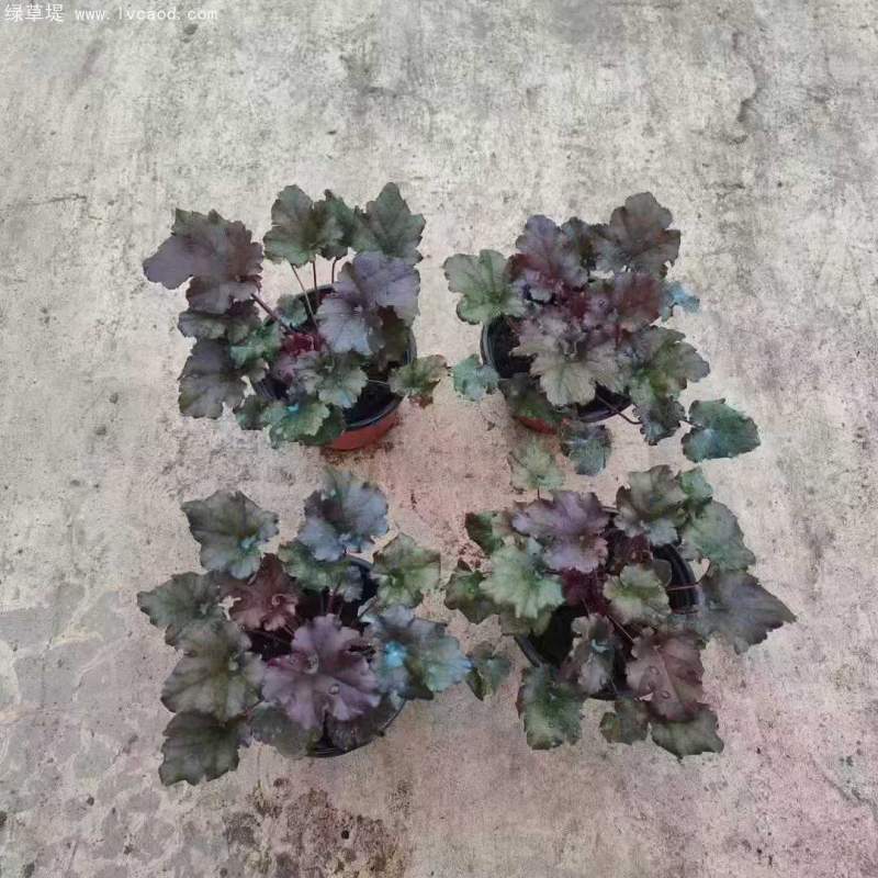 礬根盆栽容器苗