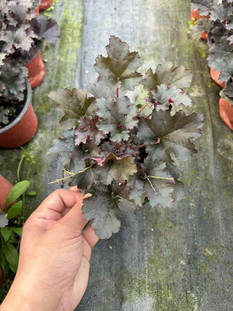 礬根盆栽容器苗