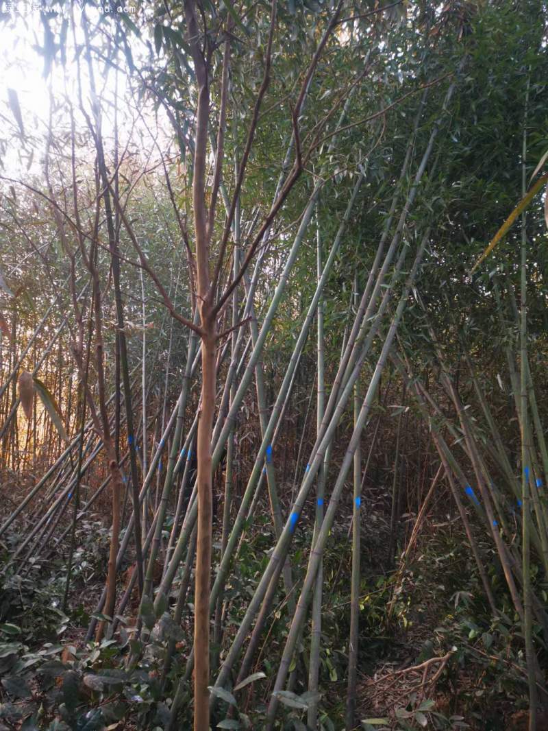 剛竹竹子竹苗