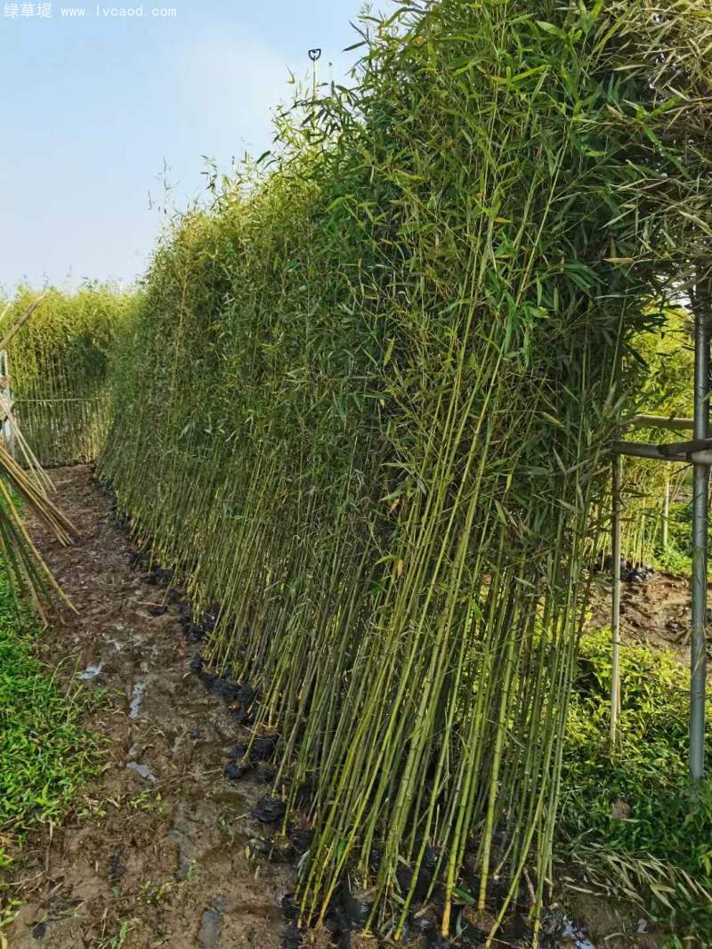 剛竹竹子竹苗