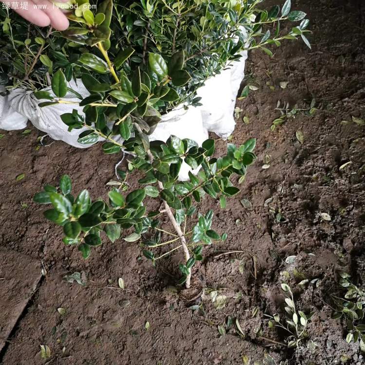 無(wú)刺構(gòu)骨枸骨