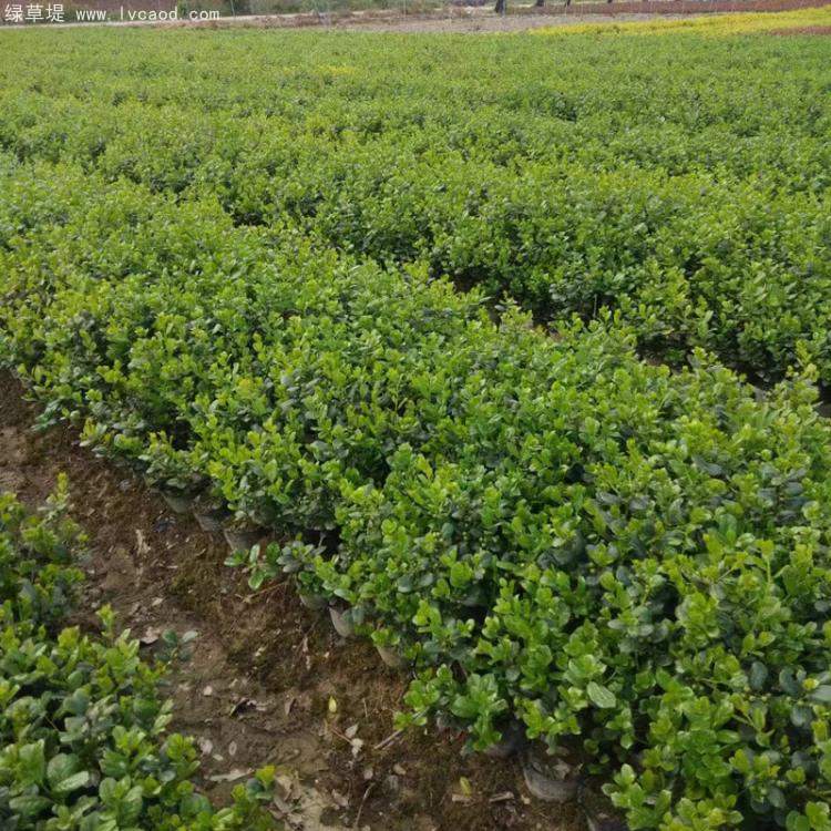 無(wú)刺構(gòu)骨枸骨