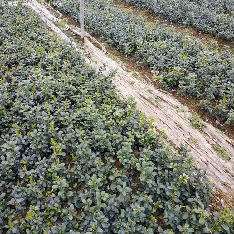 無(wú)刺構(gòu)骨枸骨