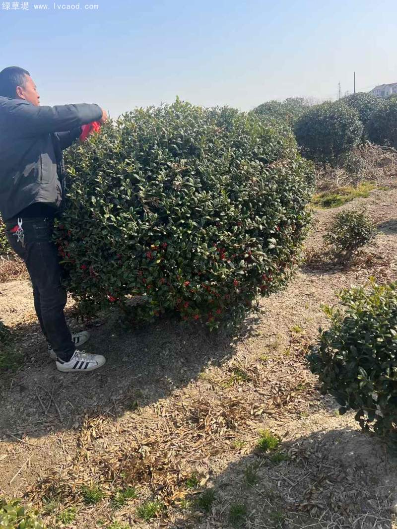 構(gòu)骨球枸骨球