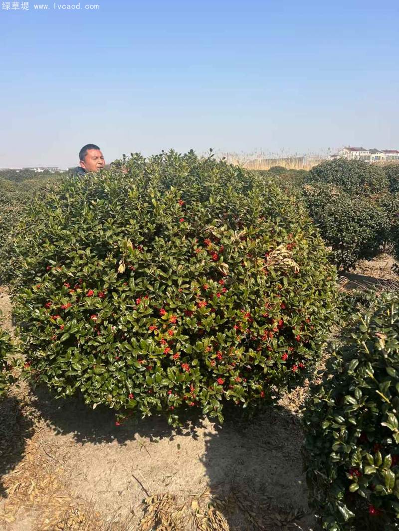 構(gòu)骨球枸骨球