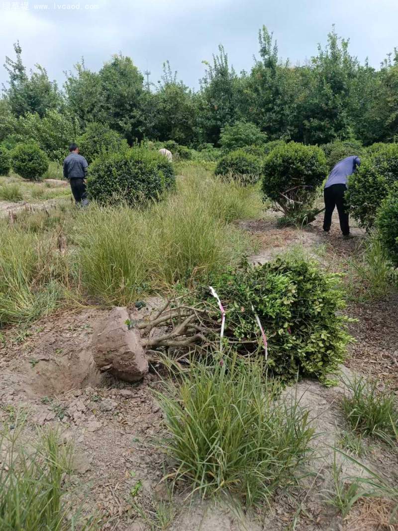 構(gòu)骨球枸骨球