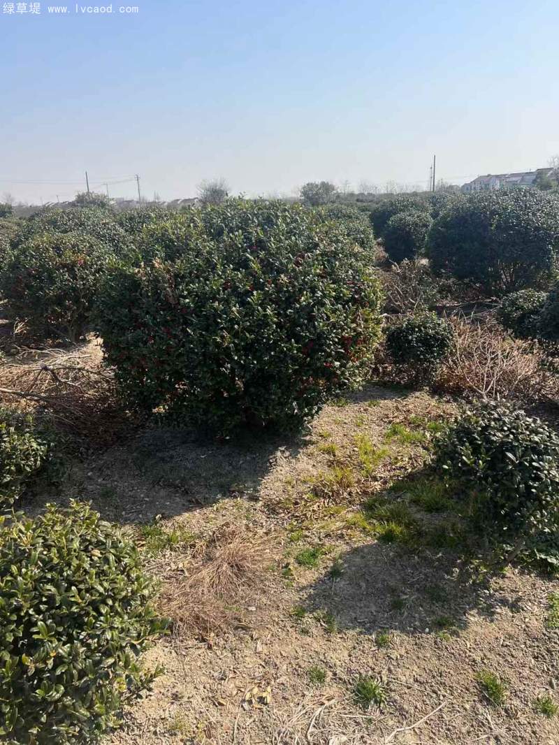 構(gòu)骨球枸骨球