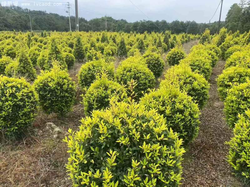 構(gòu)骨球枸骨球