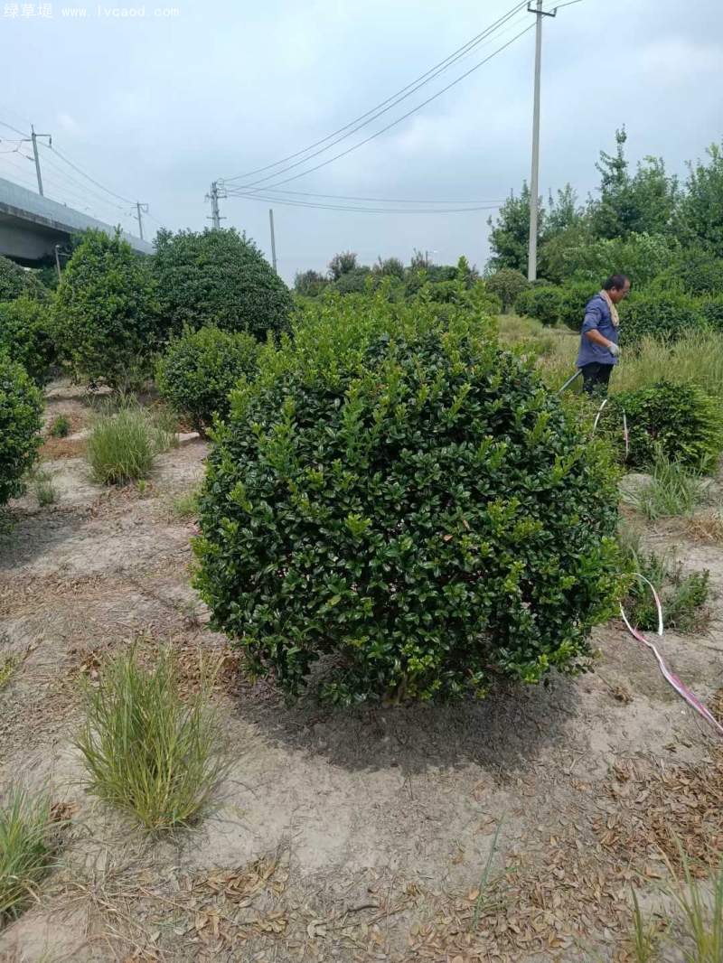 構(gòu)骨球枸骨球