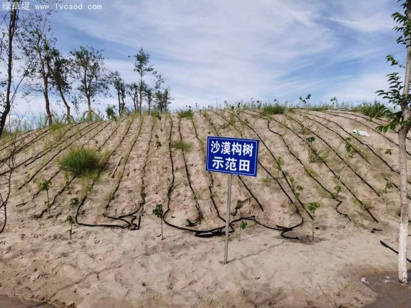 構(gòu)樹(shù)治理沙漠
