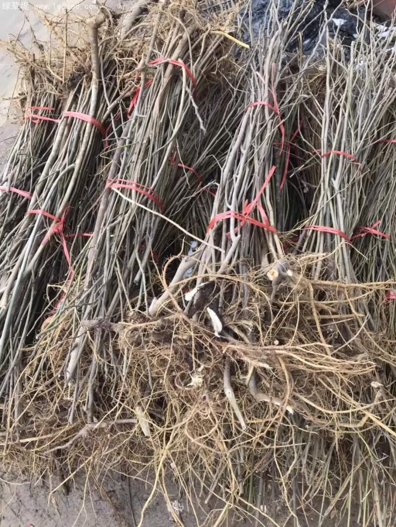 1~2年生構(gòu)樹(shù)苗