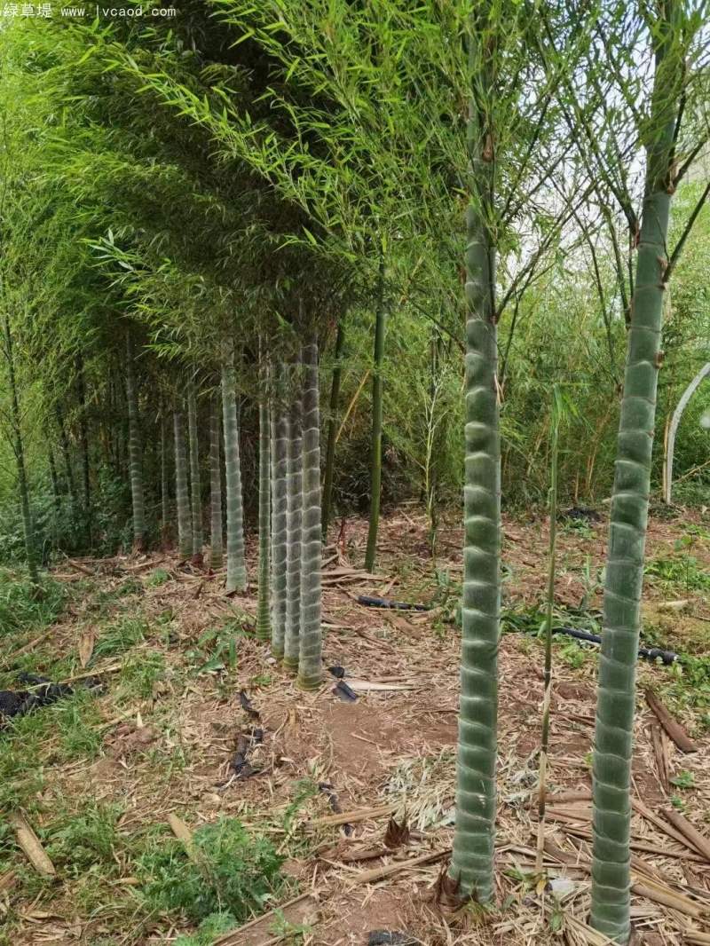 龜甲竹子
