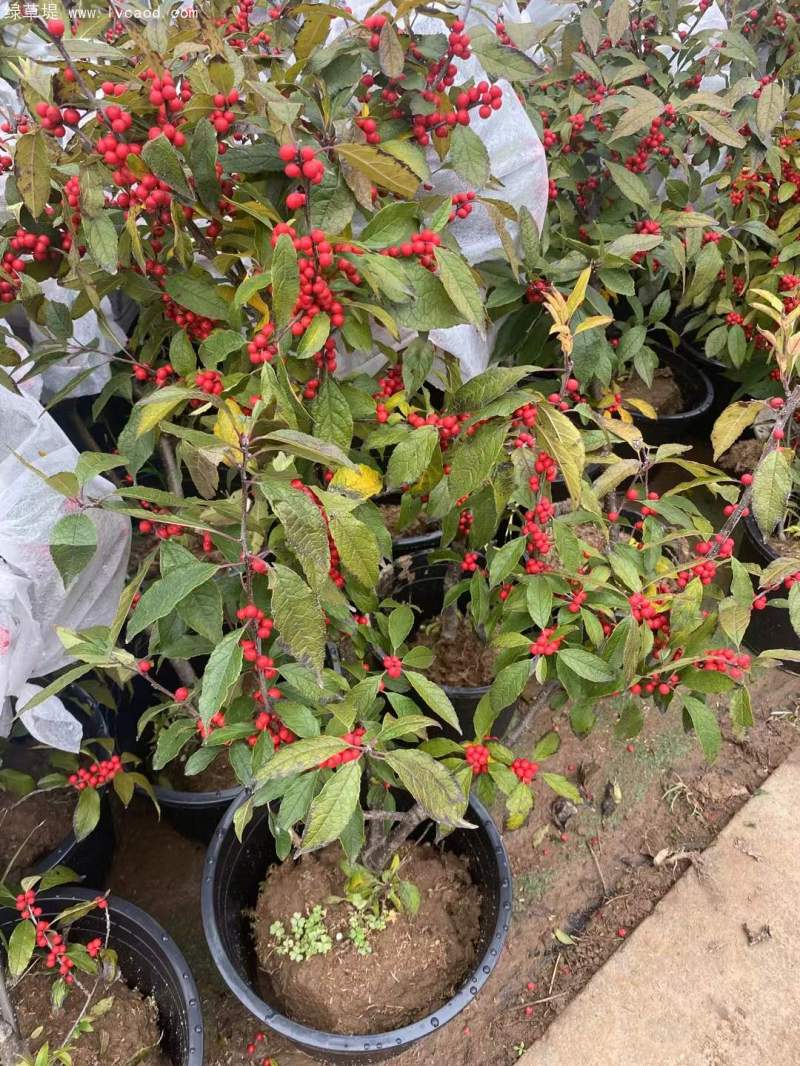 紅果冬青