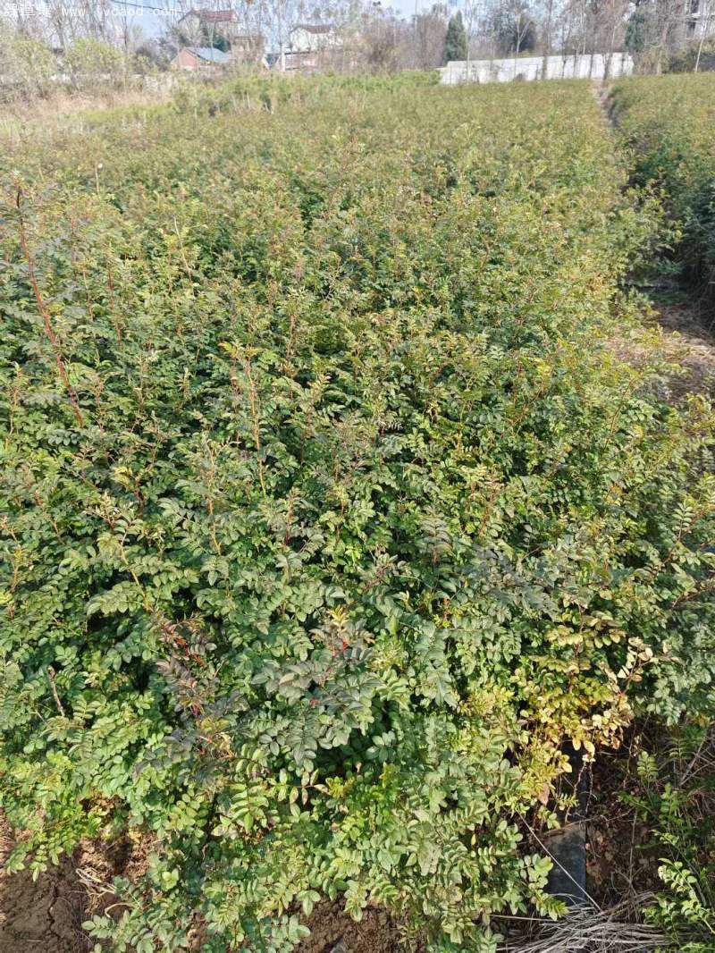 黃刺玫苗刺梅花 黃刺玫苗刺梅花