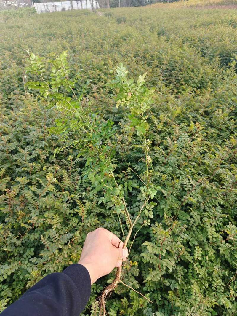 黃刺玫苗刺梅花 黃刺玫苗刺梅花