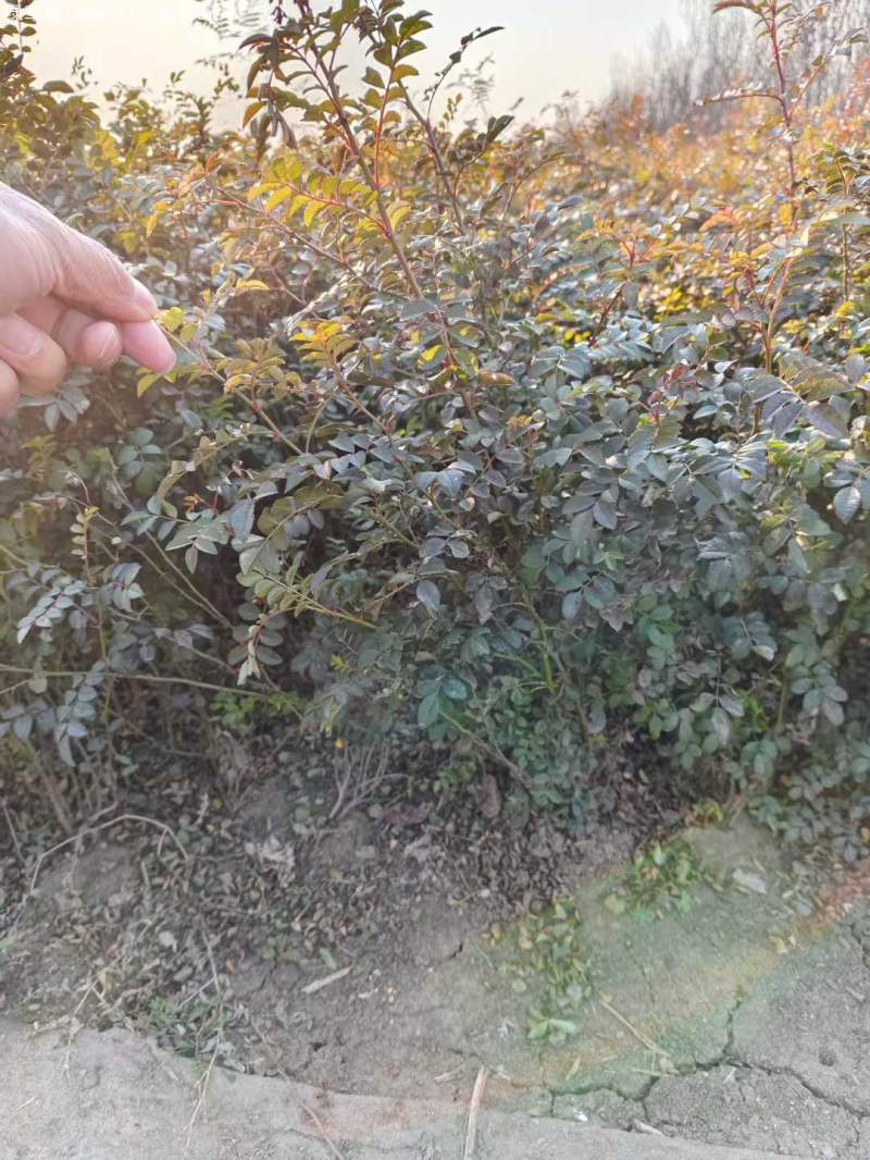 黃刺玫苗刺梅花 黃刺玫苗刺梅花