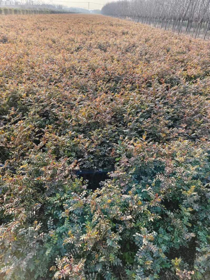 黃刺玫苗刺梅花 黃刺玫苗刺梅花