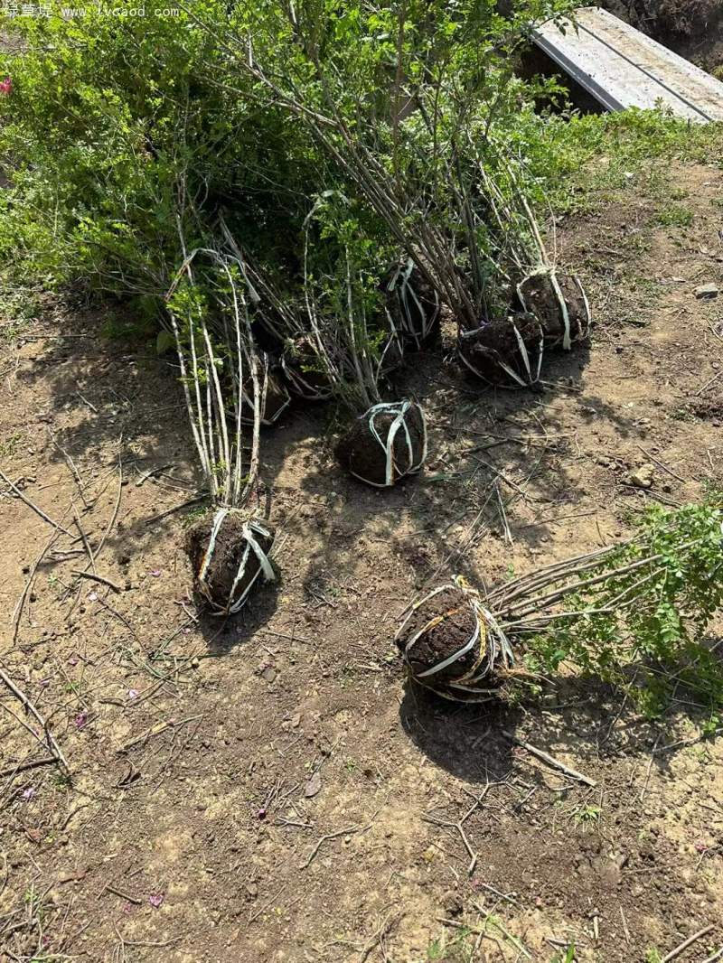 叢生黃刺玫苗刺梅花 叢生黃刺玫苗刺梅花