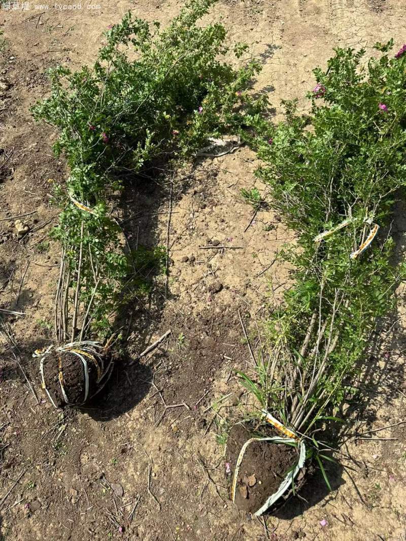 叢生黃刺玫苗刺梅花 叢生黃刺玫苗刺梅花