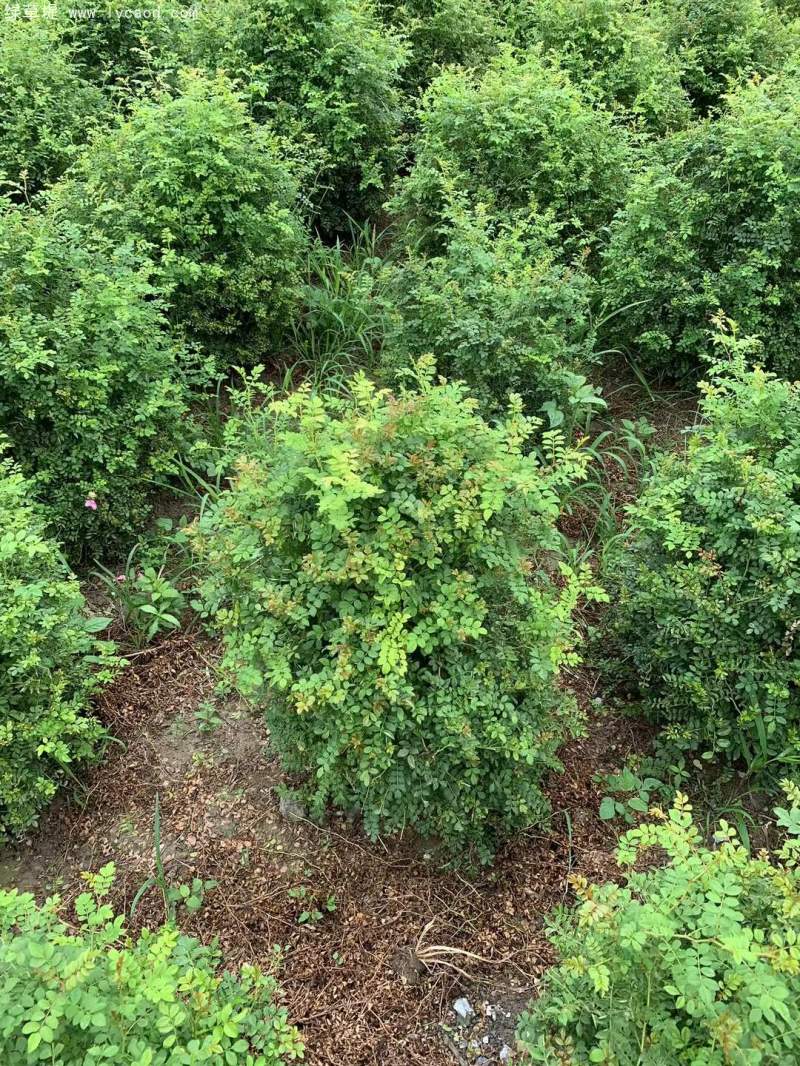 叢生黃刺玫苗刺梅花 叢生黃刺玫苗刺梅花