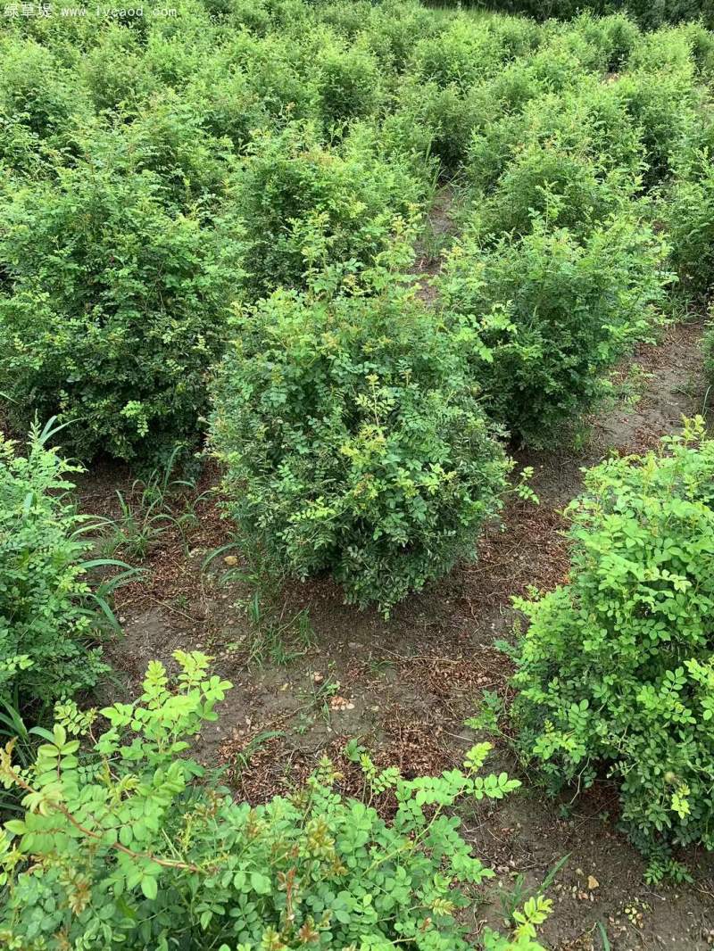 叢生黃刺玫苗刺梅花 叢生黃刺玫苗刺梅花