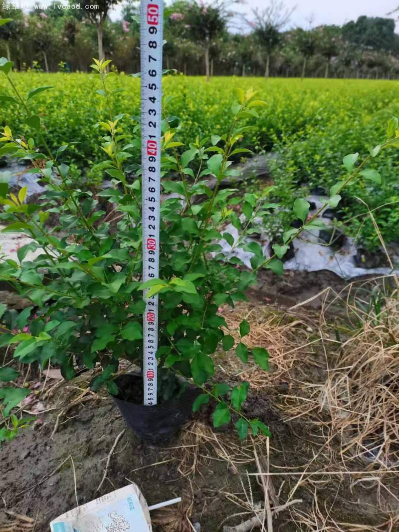 金禾女貞杯苗盆栽