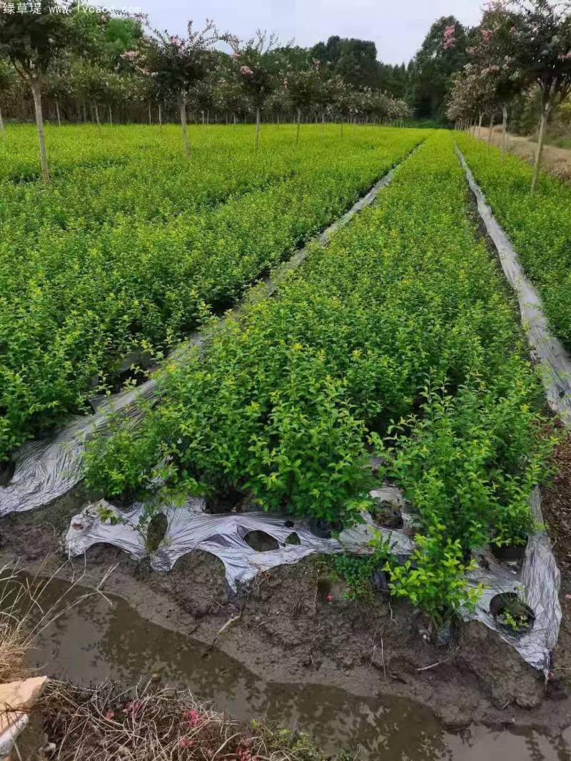 金禾女貞杯苗盆栽