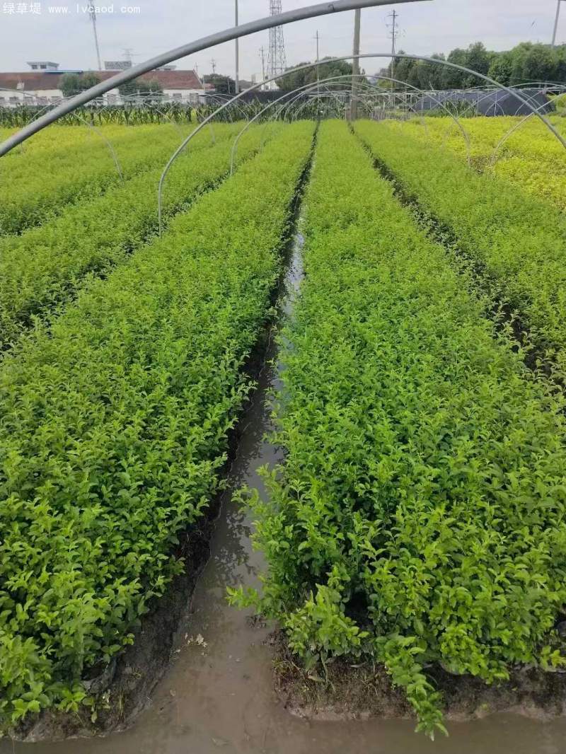 金禾女貞杯苗盆栽