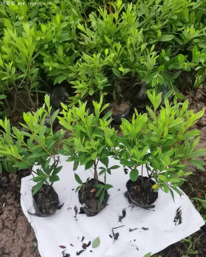 毛鵑杯苗盆栽袋苗 毛鵑杯苗盆栽袋苗