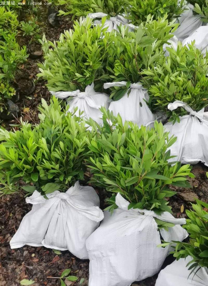 毛鵑杯苗盆栽袋苗 毛鵑杯苗盆栽袋苗