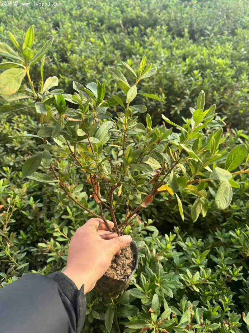 毛鵑杯苗盆栽袋苗 毛鵑杯苗盆栽袋苗