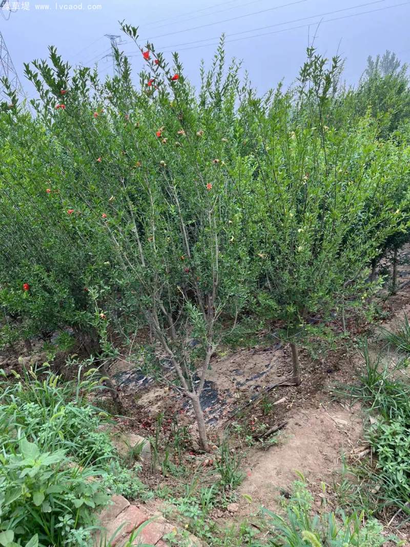 石榴樹 石榴樹
