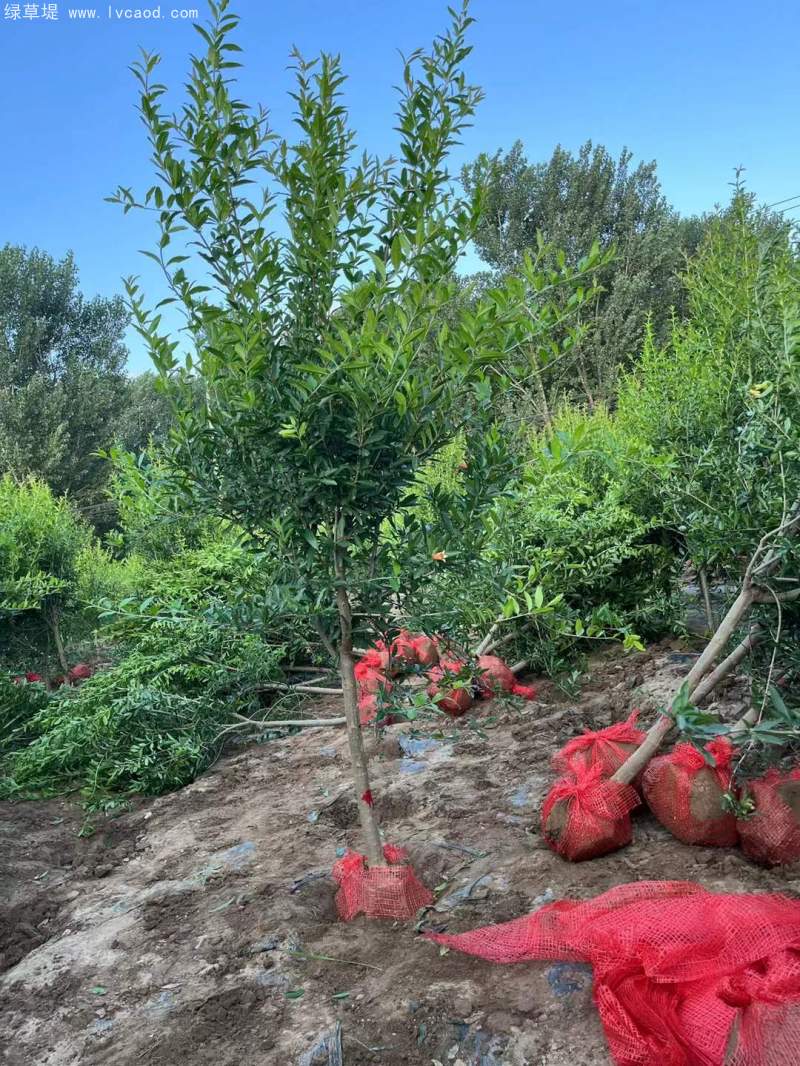 石榴樹(shù) 石榴樹(shù)