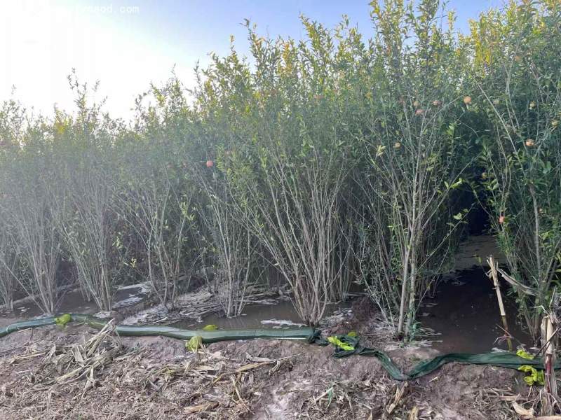 叢生石榴樹 叢生石榴樹