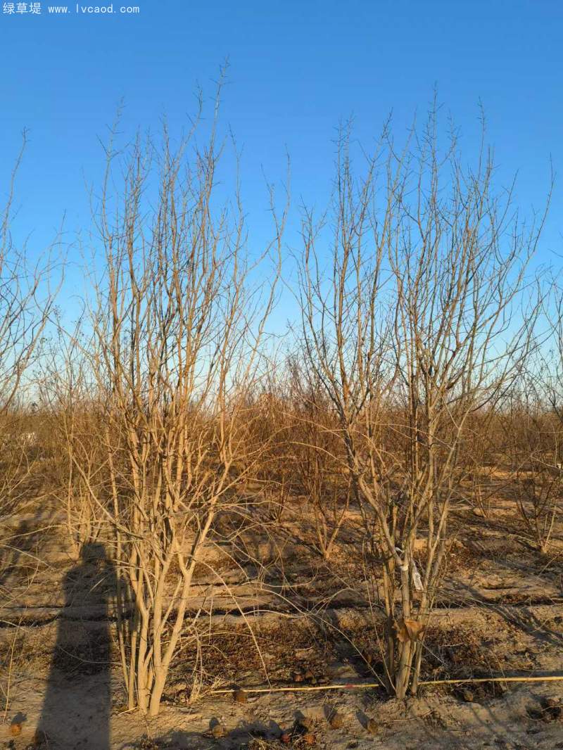 叢生石榴樹 叢生石榴樹