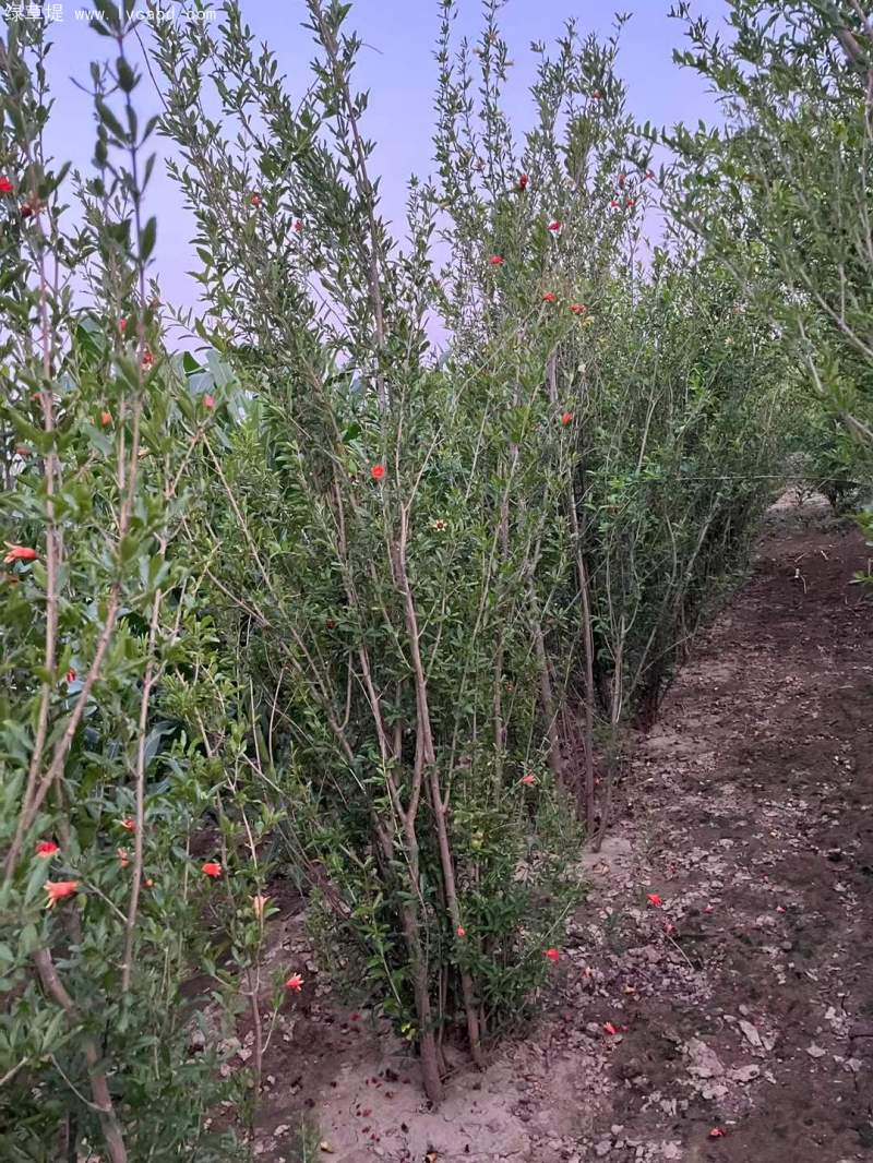 叢生石榴樹 叢生石榴樹