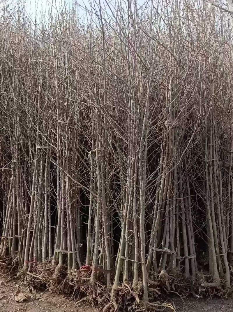 銀杏樹(shù) 銀杏樹(shù)