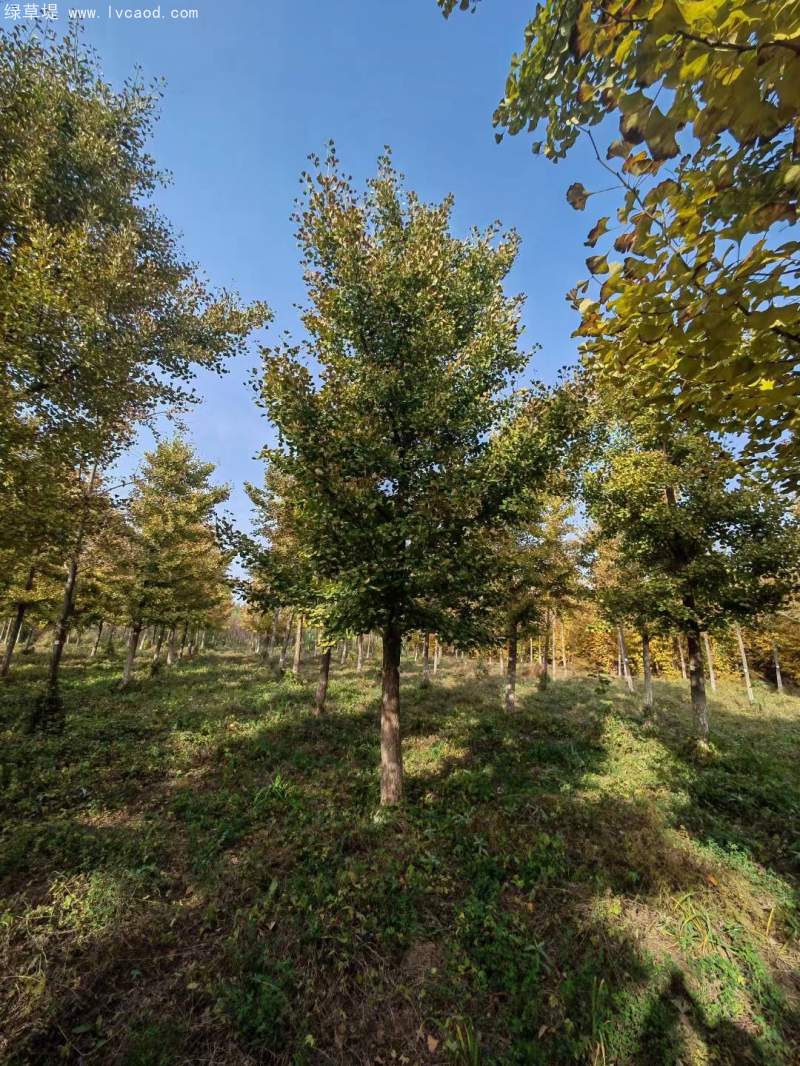 銀杏樹(shù) 銀杏樹(shù)