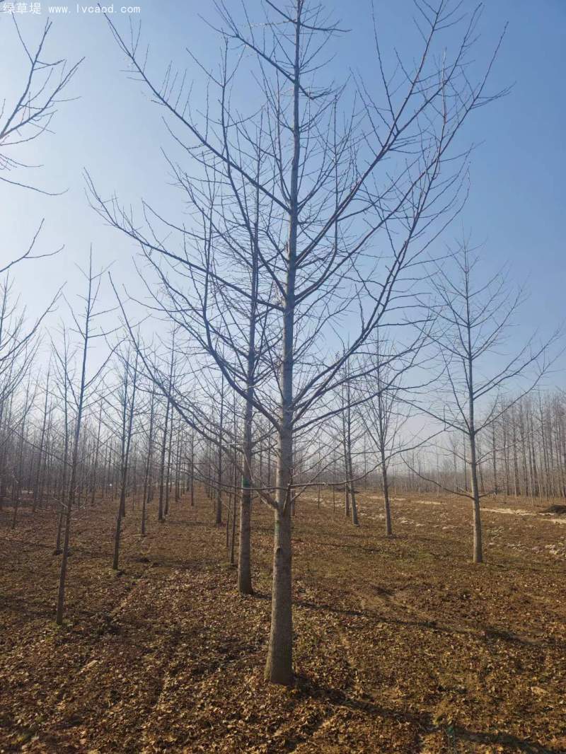 銀杏樹(shù) 銀杏樹(shù)