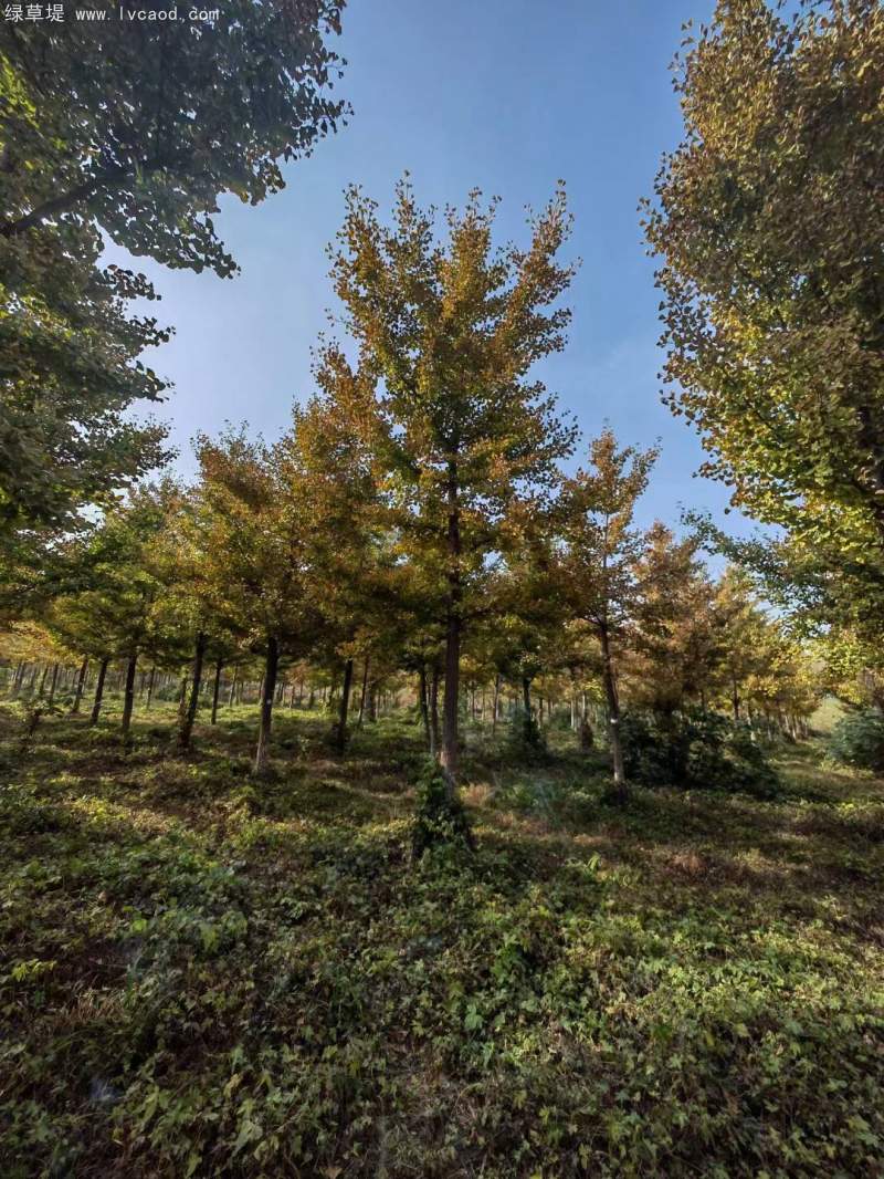 銀杏樹(shù) 銀杏樹(shù)