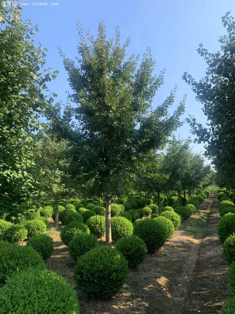 銀杏樹(shù) 銀杏樹(shù)