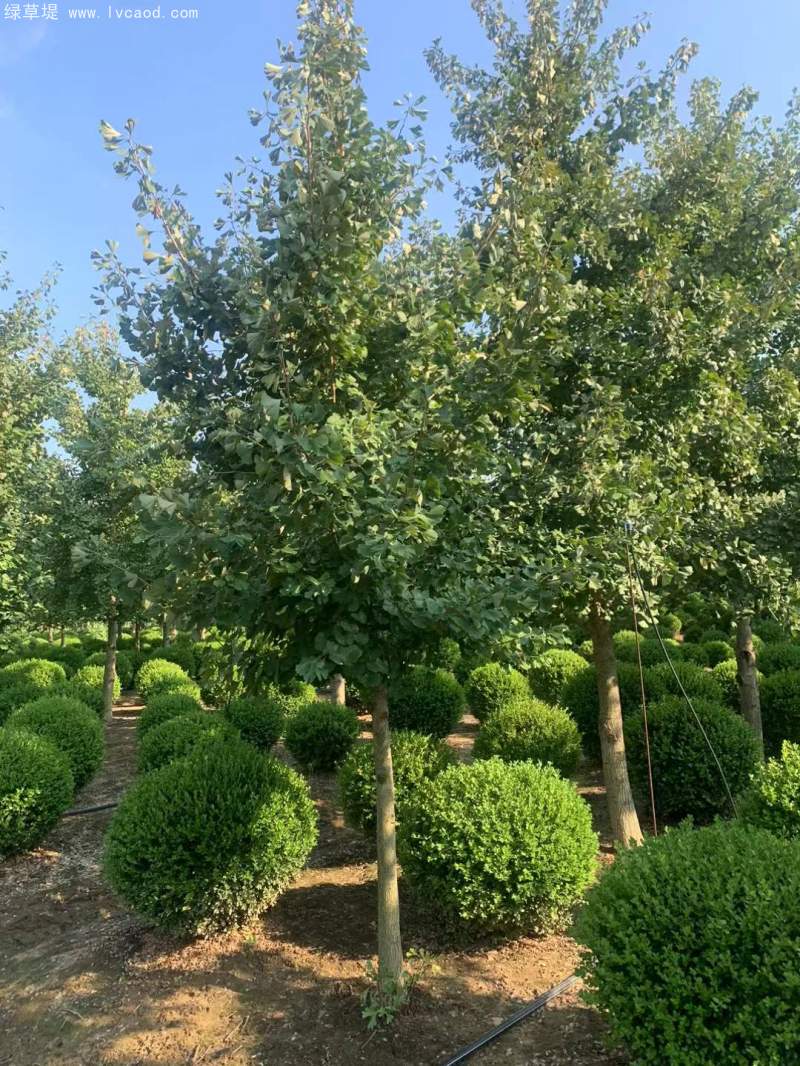 銀杏樹(shù) 銀杏樹(shù)