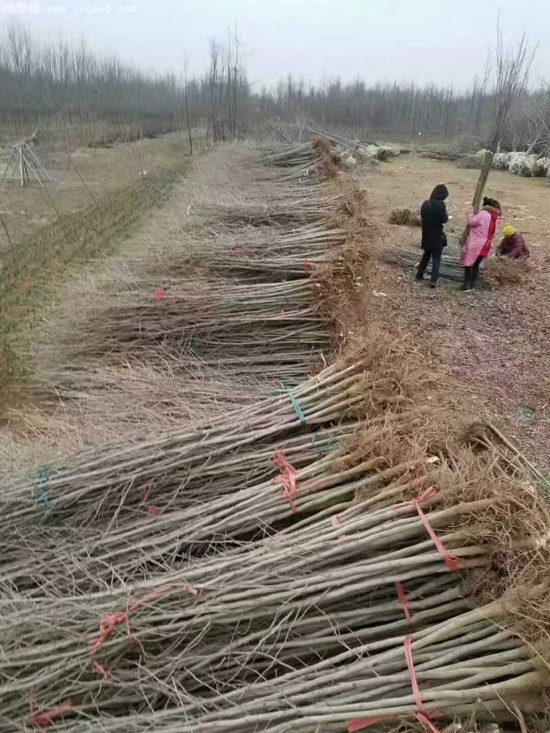 銀杏樹(shù) 銀杏樹(shù)